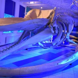 Natuurmuseum Fryslân - Leeuwarden