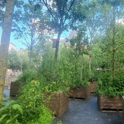 Waagplein - Leeuwarden