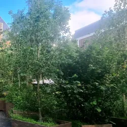 Waagplein - Leeuwarden