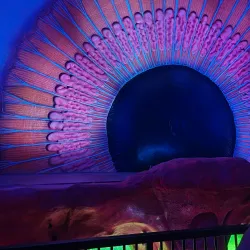 Corpus Museum - Leiden