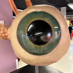 Corpus Museum - Leiden