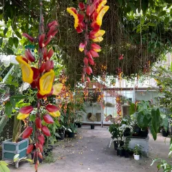 Leiden Botanical Garden (Hortus Botanicus Leiden) - Leiden