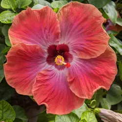 Leiden Botanical Garden (Hortus Botanicus Leiden) - Leiden