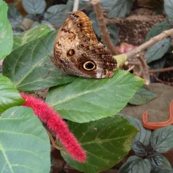 Leiden Botanical Garden (Hortus Botanicus Leiden) - Leiden
