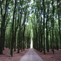 Rijswijkse Bos - Leidschendam