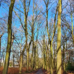 Rijswijkse Bos - Leidschendam