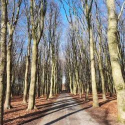 Rijswijkse Bos - Leidschendam