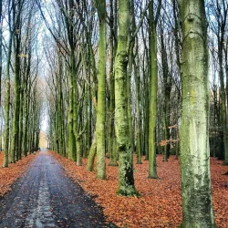 Rijswijkse Bos - Leidschendam