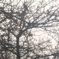 Van Tuyllpark - Leidschendam