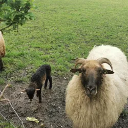 Westerpark - Leidschendam