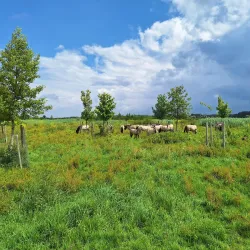 Oostvaardersplassen Nature Reserve - Lelystad