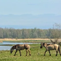 Oostvaardersplassen Nature Reserve - Lelystad