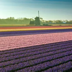 Tulip Fields - Lisse
