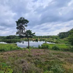 Hatertse Vennen - Nijmegen