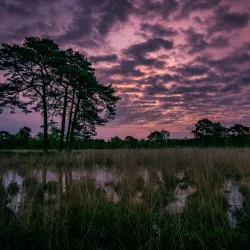 Hatertse Vennen - Nijmegen