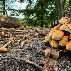 Hatertse Vennen - Nijmegen