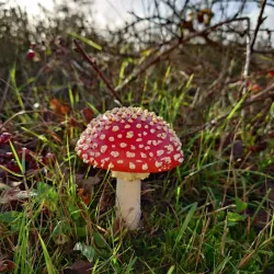 Hatertse Vennen - Nijmegen