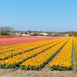 De Zilk Dunes - Noordwijk