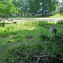 De Leidse Hout - Oegstgeest
