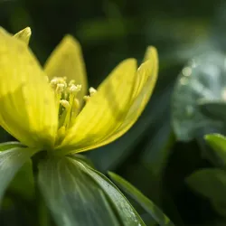 Leiden Botanical Garden (Hortus Botanicus Leiden) - Oegstgeest