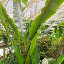 Leiden Botanical Garden (Hortus Botanicus Leiden) - Oegstgeest