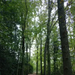 Oegstgeester Duinen - Oegstgeest