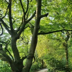 Oegstgeester Duinen - Oegstgeest