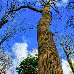 Oegstgeester Duinen - Oegstgeest