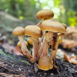 Oegstgeester Duinen - Oegstgeest