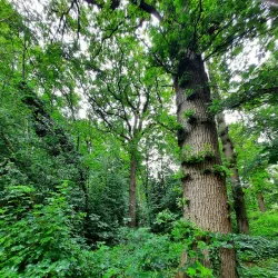 Rhijngeest Park - Oegstgeest