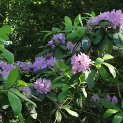 Rhijngeest Park - Oegstgeest