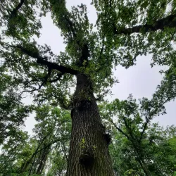 Rhijngeest Park - Oegstgeest