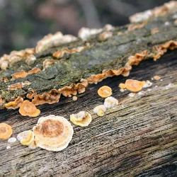 Rhijngeest Park - Oegstgeest