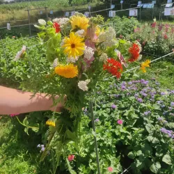 Local Farms and Dairy - Oostrewolde