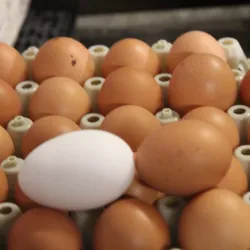 Local Farms and Dairy - Oostrewolde