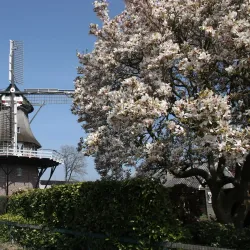 Oostwold Windmill - Oostrewolde