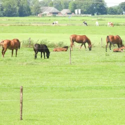 Westerwolde Nature Reserve - Oostrewolde