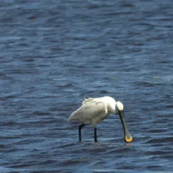 Westerwolde Nature Reserve - Oostrewolde