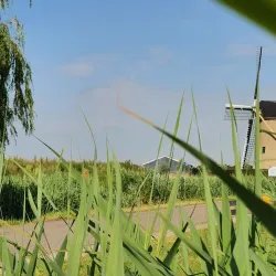 De Ridderkerkse Molens - Ridderkerk