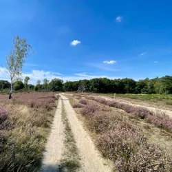 Nationaal Park De Meinweg - Roermond