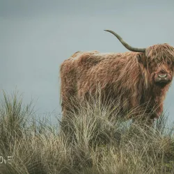 De Struikheide Nature Reserve - 's-Gravenzande