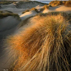 De Struikheide Nature Reserve - 's-Gravenzande
