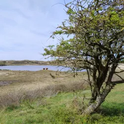 De Struikheide Nature Reserve - 's-Gravenzande