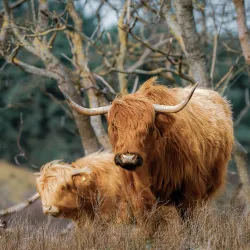 De Struikheide Nature Reserve - 's-Gravenzande