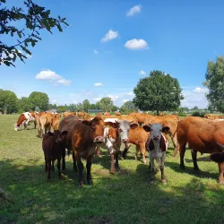 De Dommel River - Sint-Oedenrode