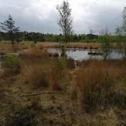 De Vresselse Bossen - Sint-Oedenrode