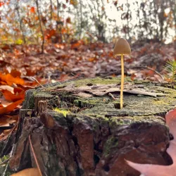 De Vresselse Bossen - Sint-Oedenrode