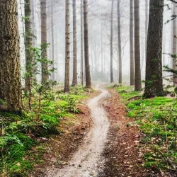 De Vresselse Bossen - Sint-Oedenrode