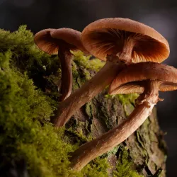 De Vresselse Bossen - Sint-Oedenrode