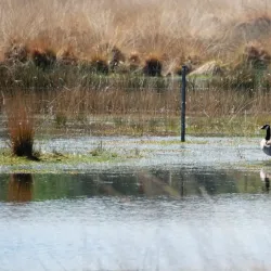 De Vresselse Bossen - Sint-Oedenrode